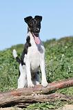 FOX TERRIER POIL LISSE 084